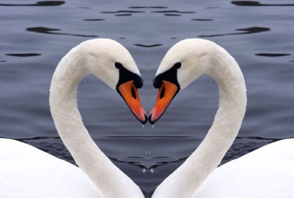 cisnes-amor