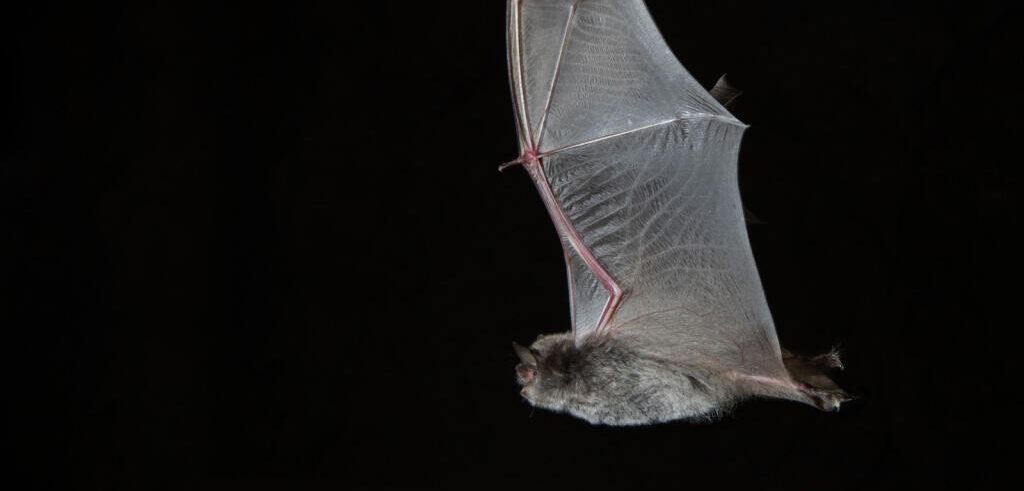 Unos murciélagos de Laos pueden ser el origen del SARS-CoV-2
