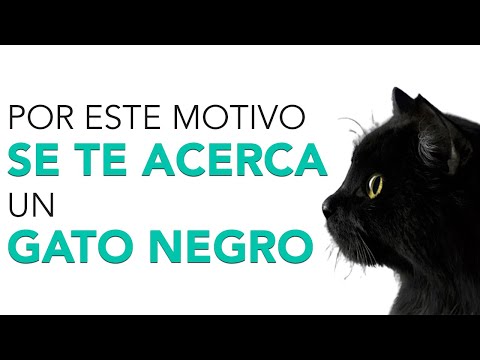 ¿Qué significa que un gato negro te mire fijamente? Descubre su misterioso poder de los ojos penetrantes