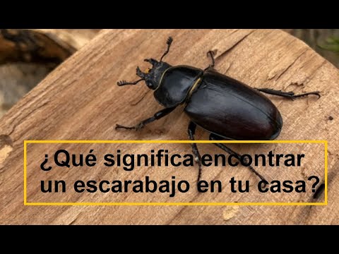 Qué significa que te aparezca un escarabajo en casa: causas y soluciones