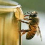 ¿Qué significa la miel en lo espiritual?