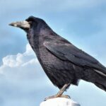 ¿Qué significa la visita de un pájaro negro?