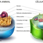 cual-es-la-diferencia-entre-la-celula-vegetal-y-animal