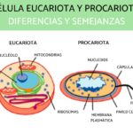 cual-es-la-diferencia-entre-una-celula-procariota-y-eucariota