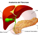 cual-es-la-funcion-del-pancreas-en-el-sistema-digestivo