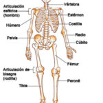 ¿Cuántos huesos tiene un cuerpo humano adulto?
