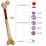 ¿En cuáles huesos se generan células rojas de la sangre?